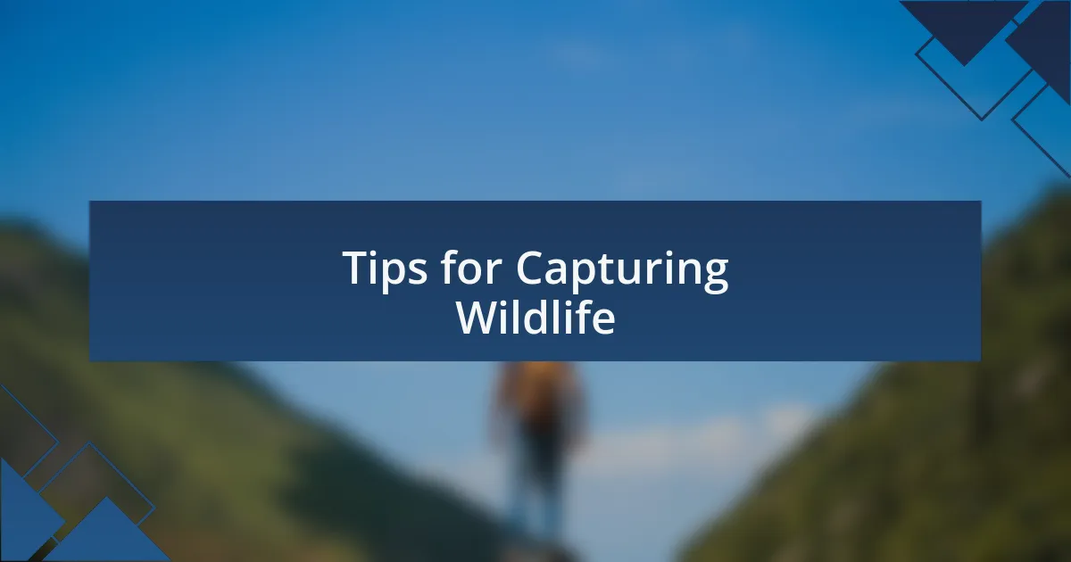Tips for Capturing Wildlife