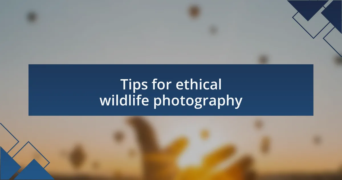 Tips for ethical wildlife photography