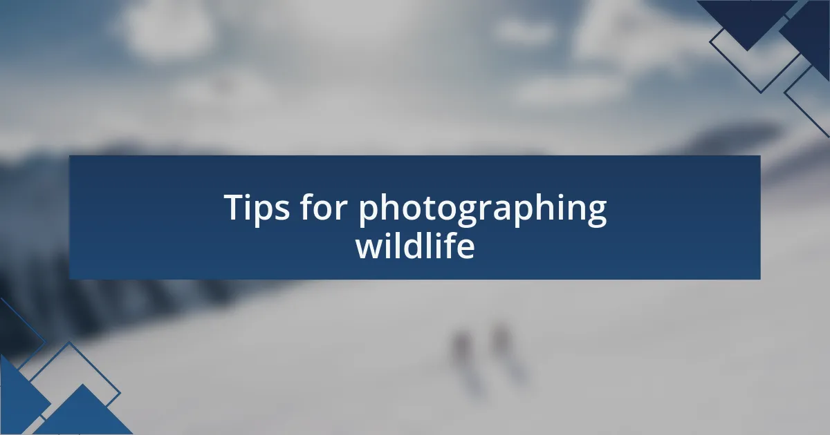 Tips for photographing wildlife